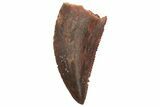 Serrated, Raptor Tooth - Real Dinosaur Tooth #219626-1